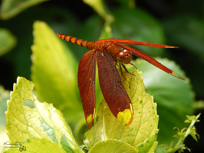 dragonfly: magnification in photography.jpg